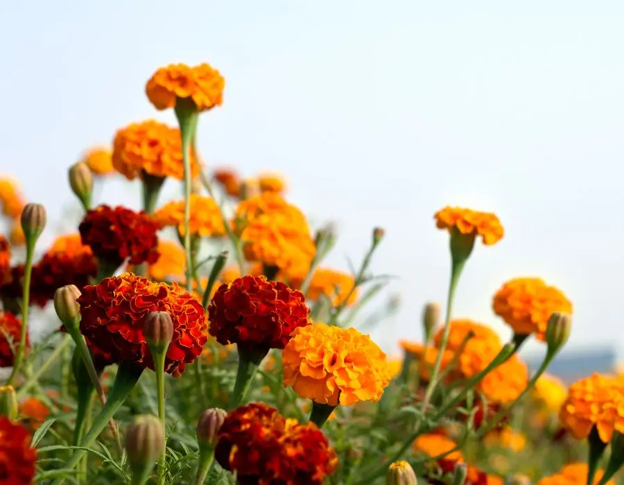 marigold for detoxing