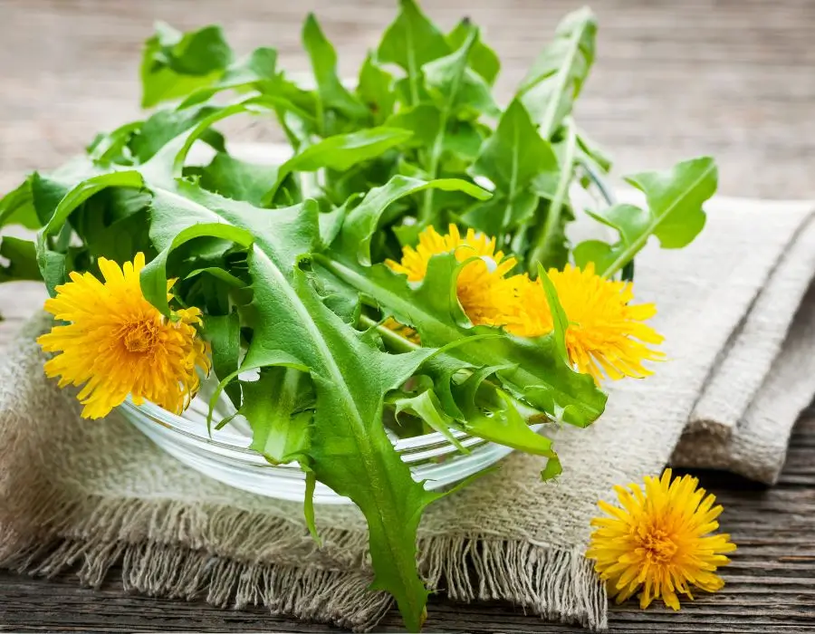 Dandelion is a detox herb