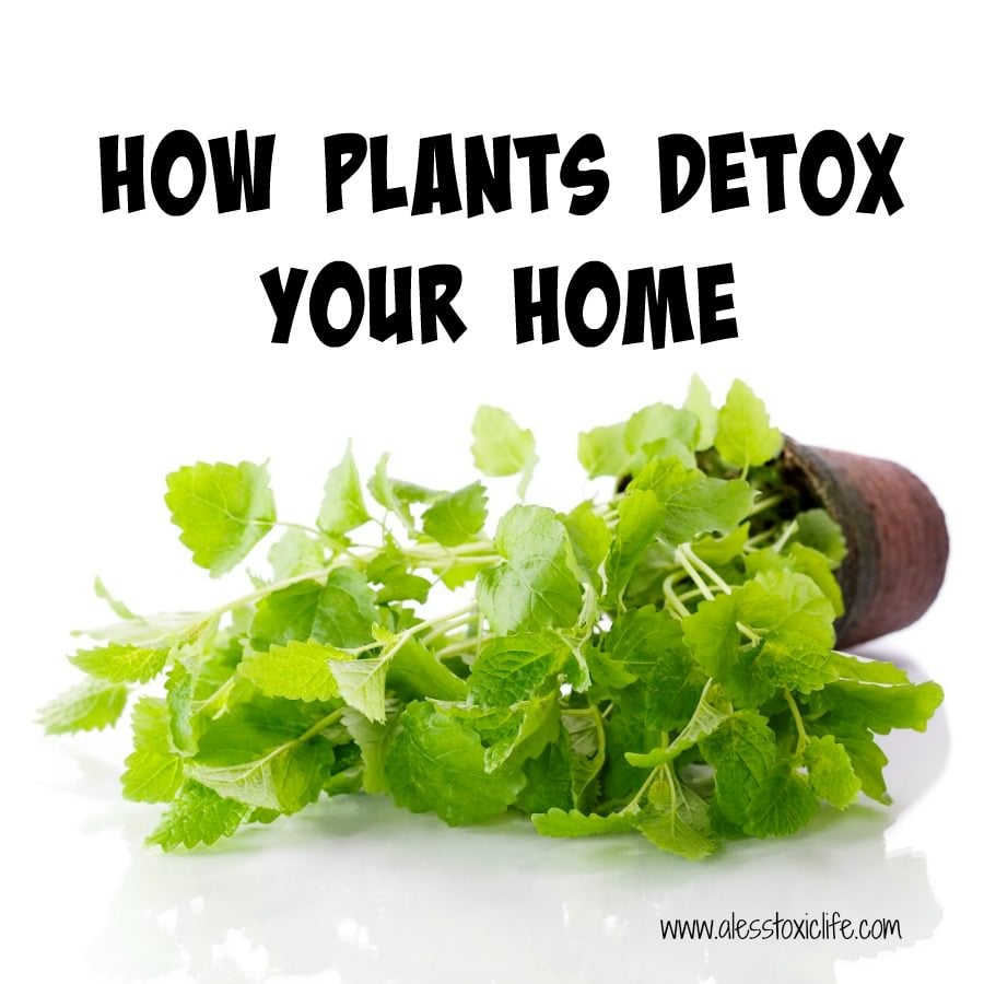 How Plants Detox Your Home