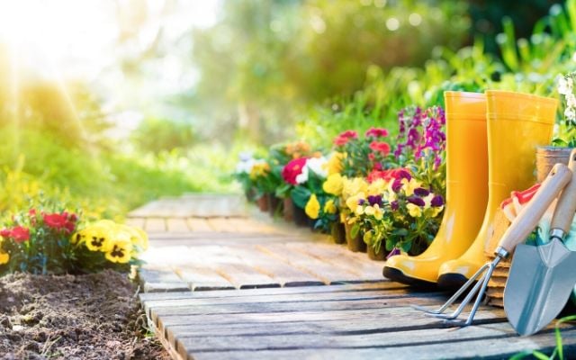 How to use diatomaceous earth as all natural pest control