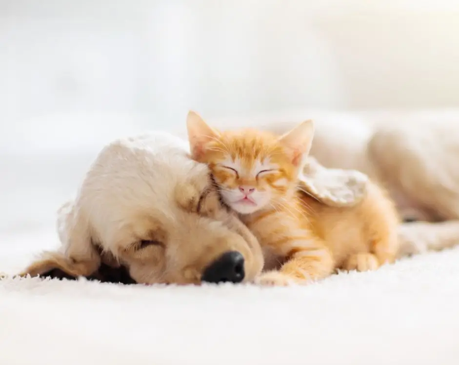 take a nap